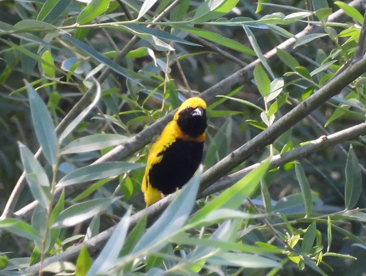 Yellow-crowned Bishop - ML659268910