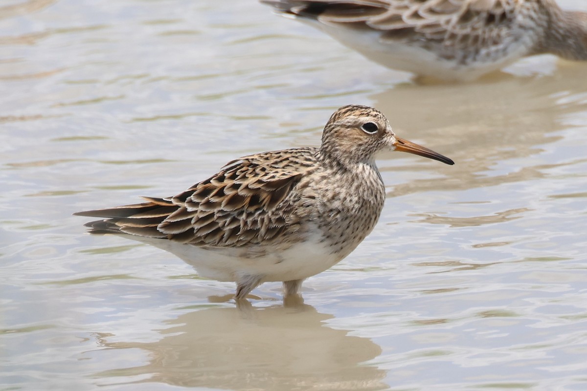 Pectoral Sandpiper - ML659269042