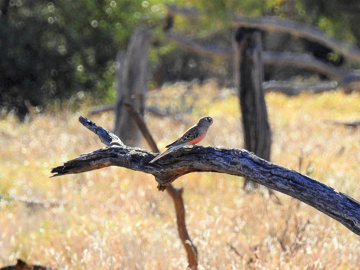 Bourke's Parrot - ML65926941