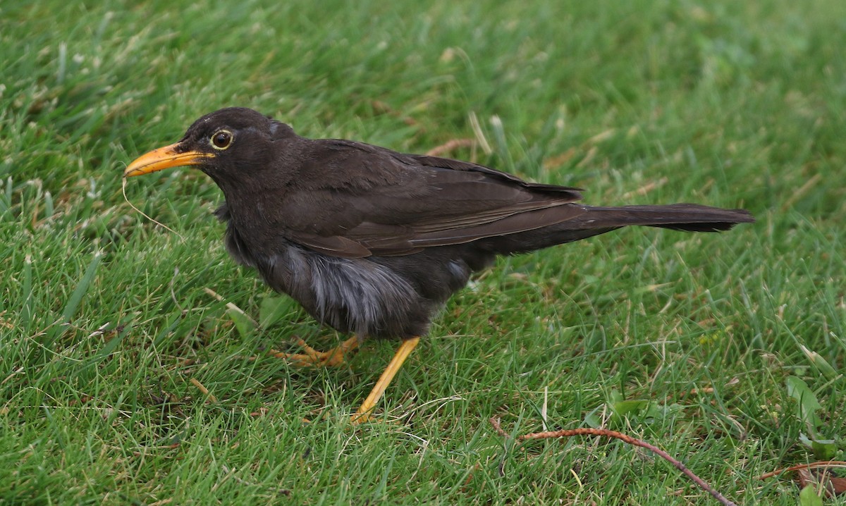 Chiguanco Thrush - ML659270816