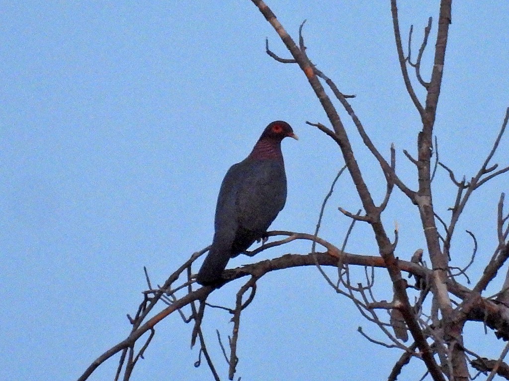 Scaly-naped Pigeon - ML659271047