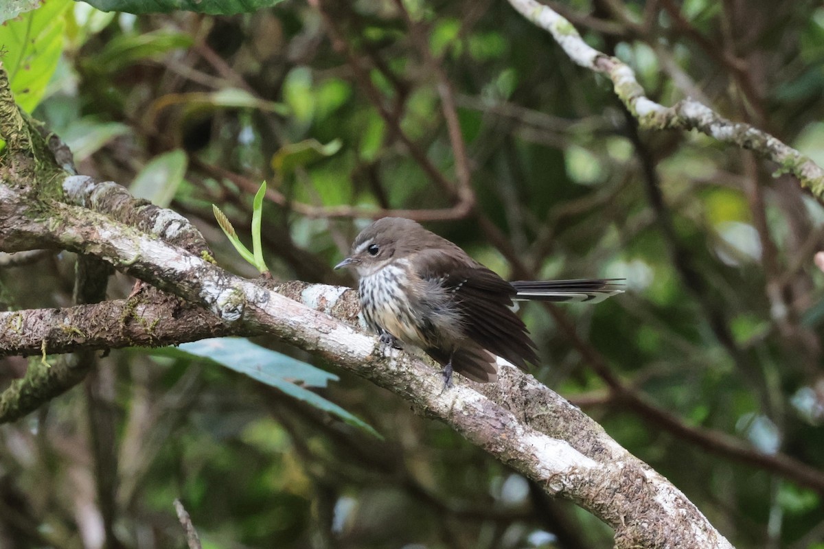 Fiji Streaked Fantail - ML659271272