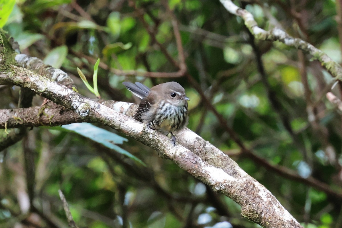 Fiji Streaked Fantail - ML659271273