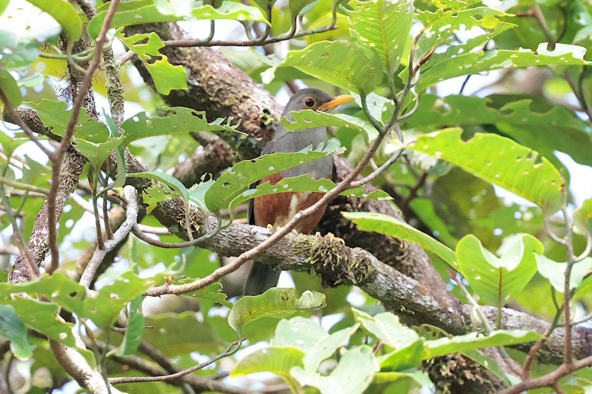 Fiji Island-Thrush - ML659271286