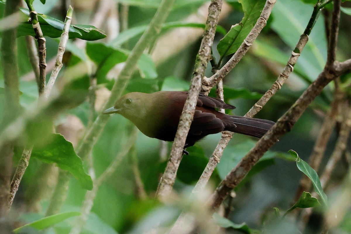 Fiji Shrikebill - ML659271328