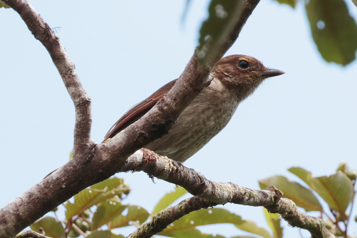 Yellow-throated Fiji Whistler - ML659271347