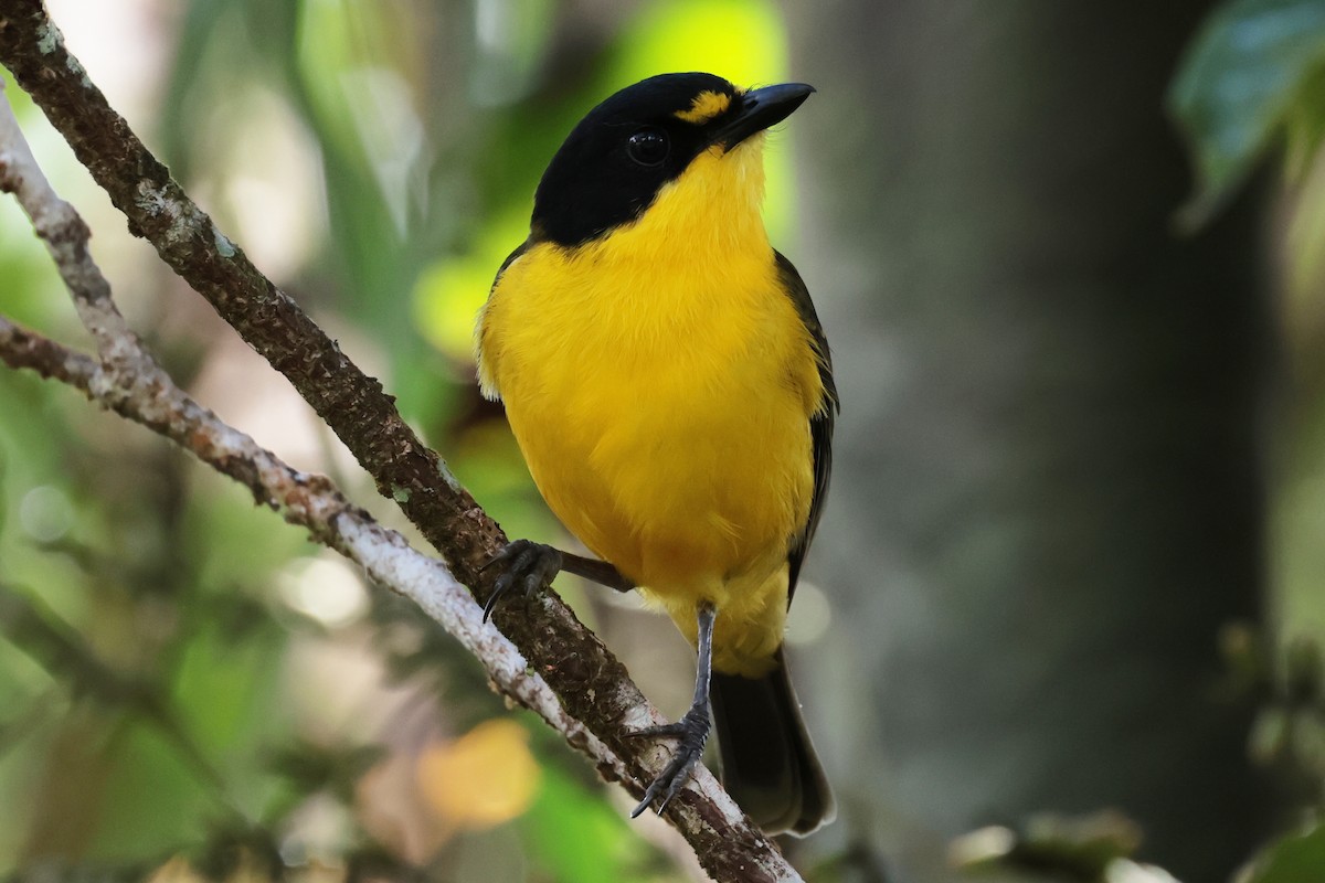 Yellow-throated Fiji Whistler - ML659271348