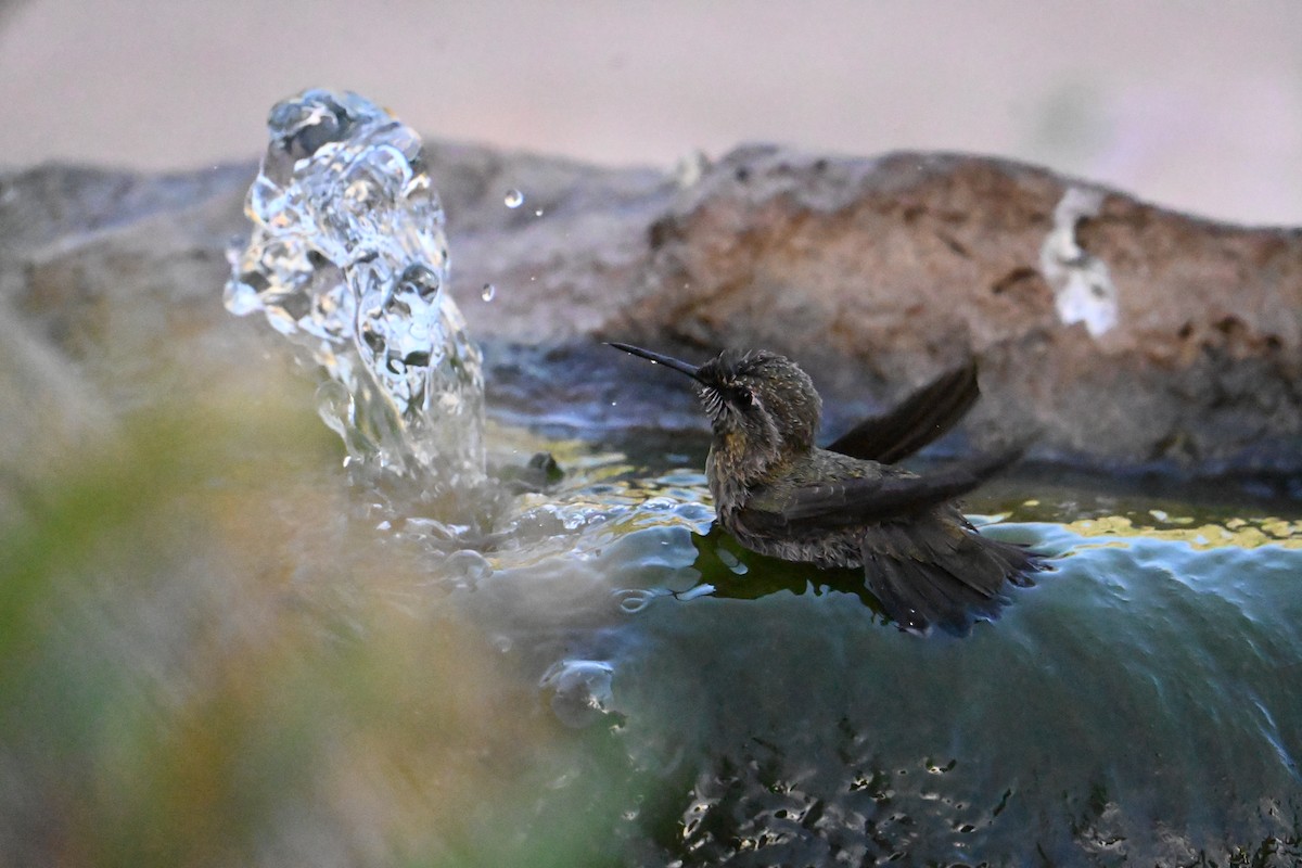 Anna's Hummingbird - ML659271381