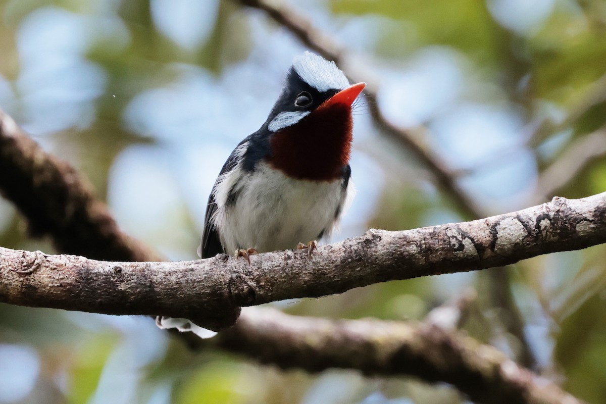 Chestnut-throated Flycatcher - ML659271382