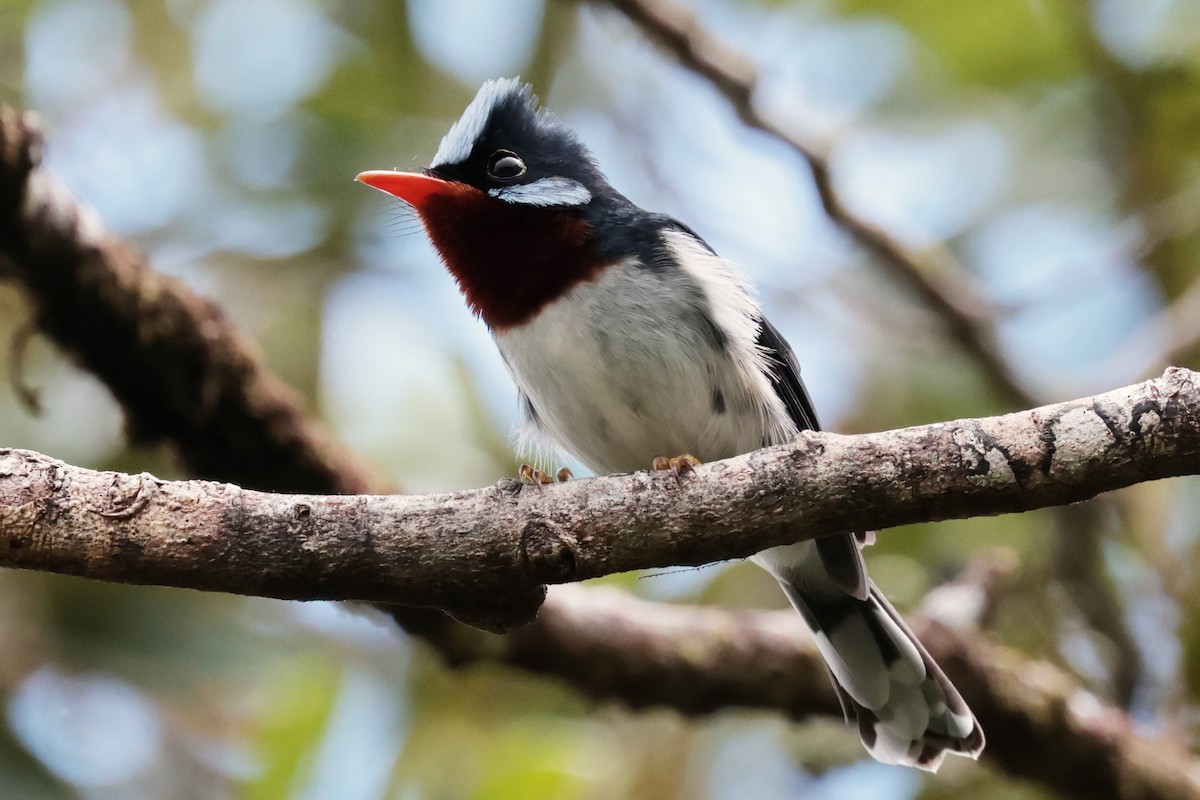 Chestnut-throated Flycatcher - ML659271383