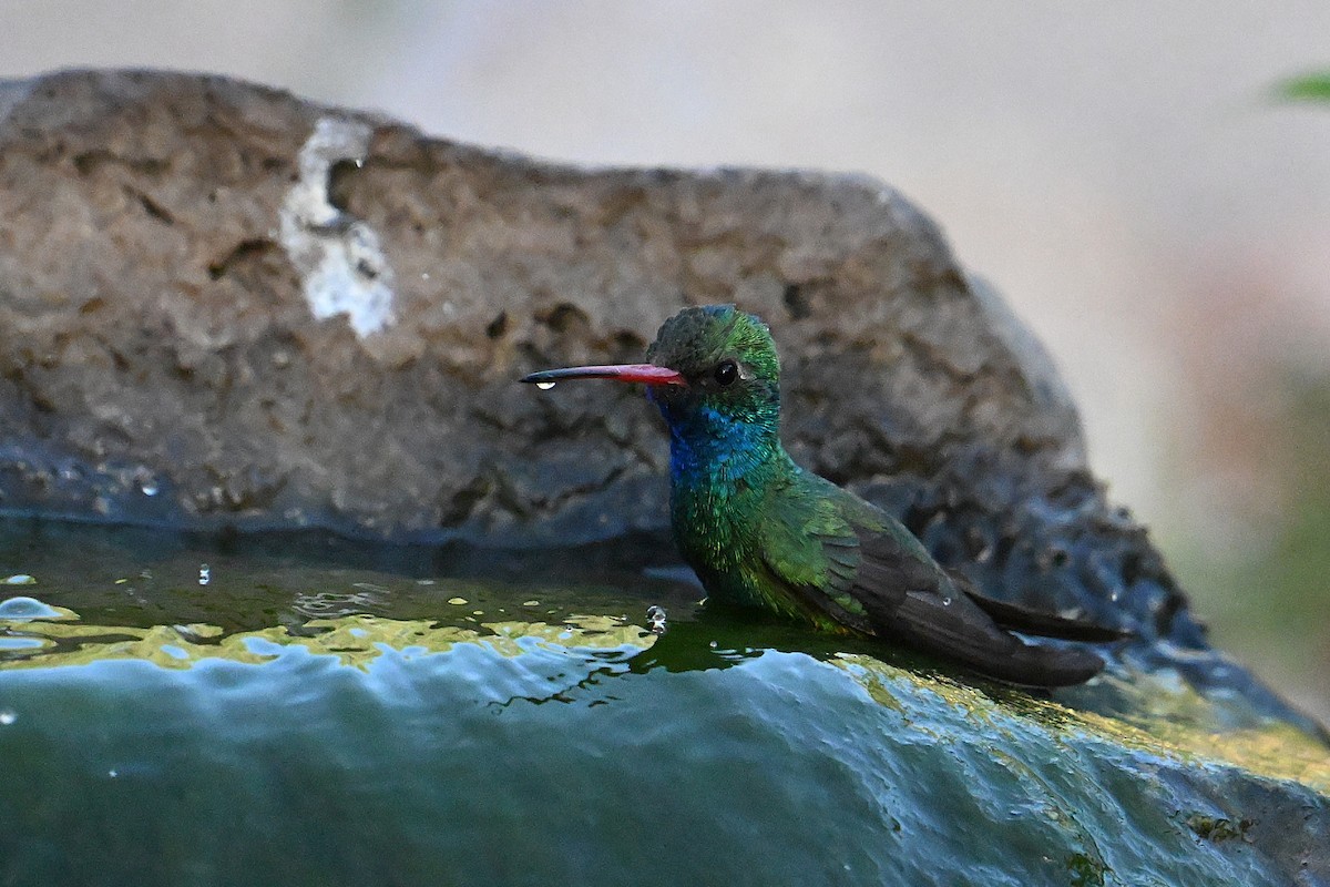 Broad-billed Hummingbird - ML659271389