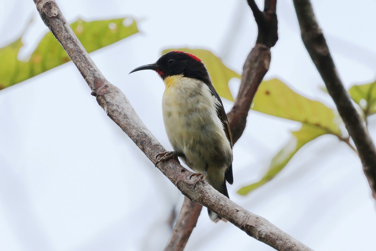 Sulphur-breasted Myzomela - ML659271406