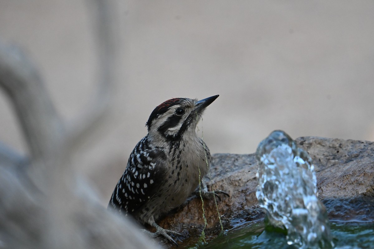Ladder-backed Woodpecker - ML659271414