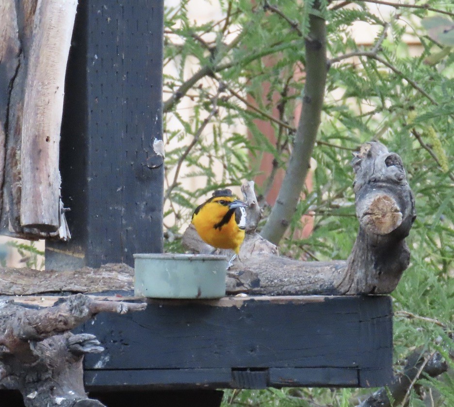 Bullock's Oriole - ML659271420