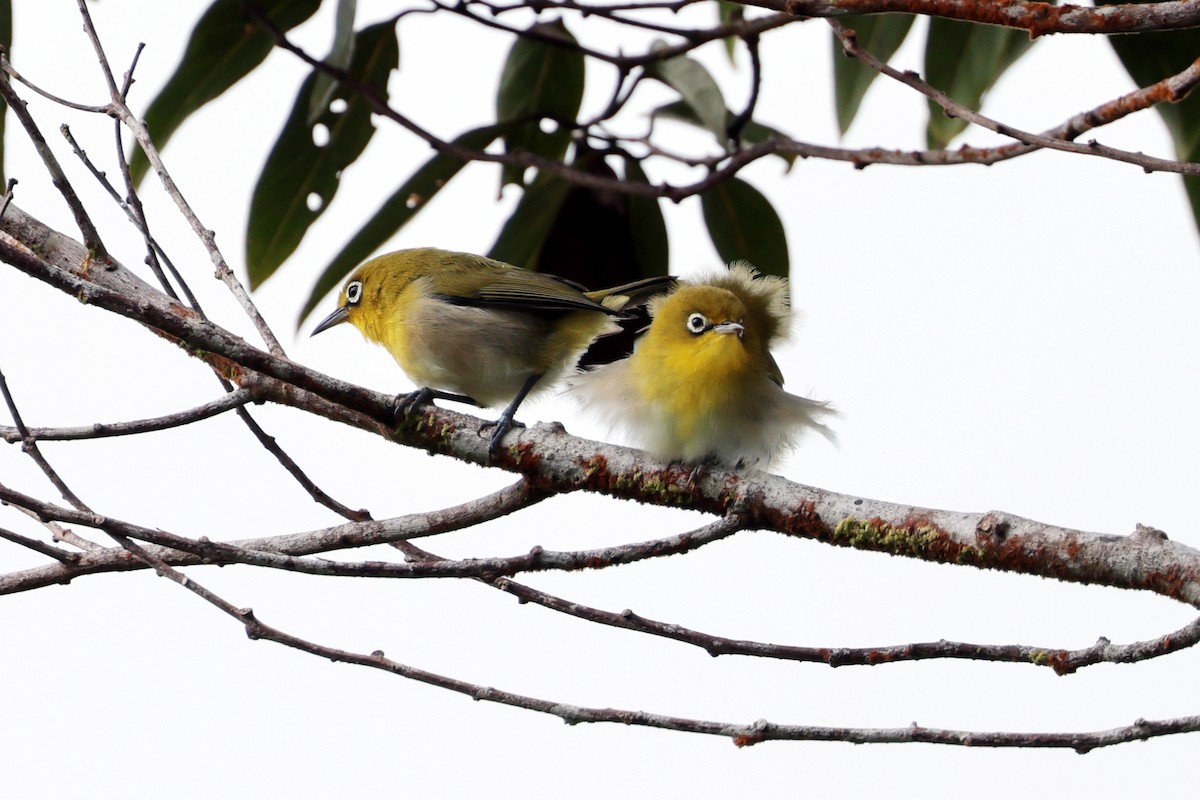 Fiji White-eye - ML659271423