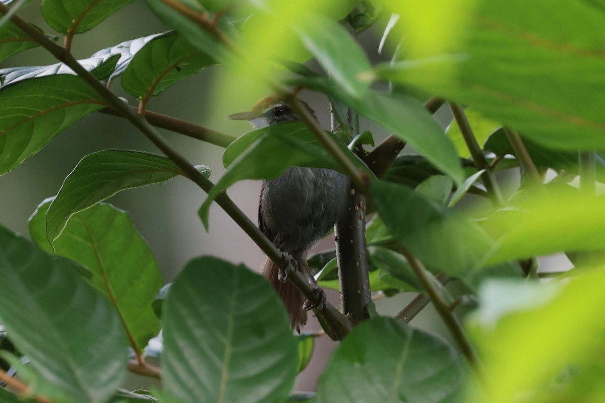 Fiji Bush Warbler - ML659271442