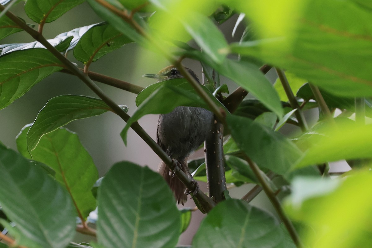 Fiji Bush Warbler - ML659271443