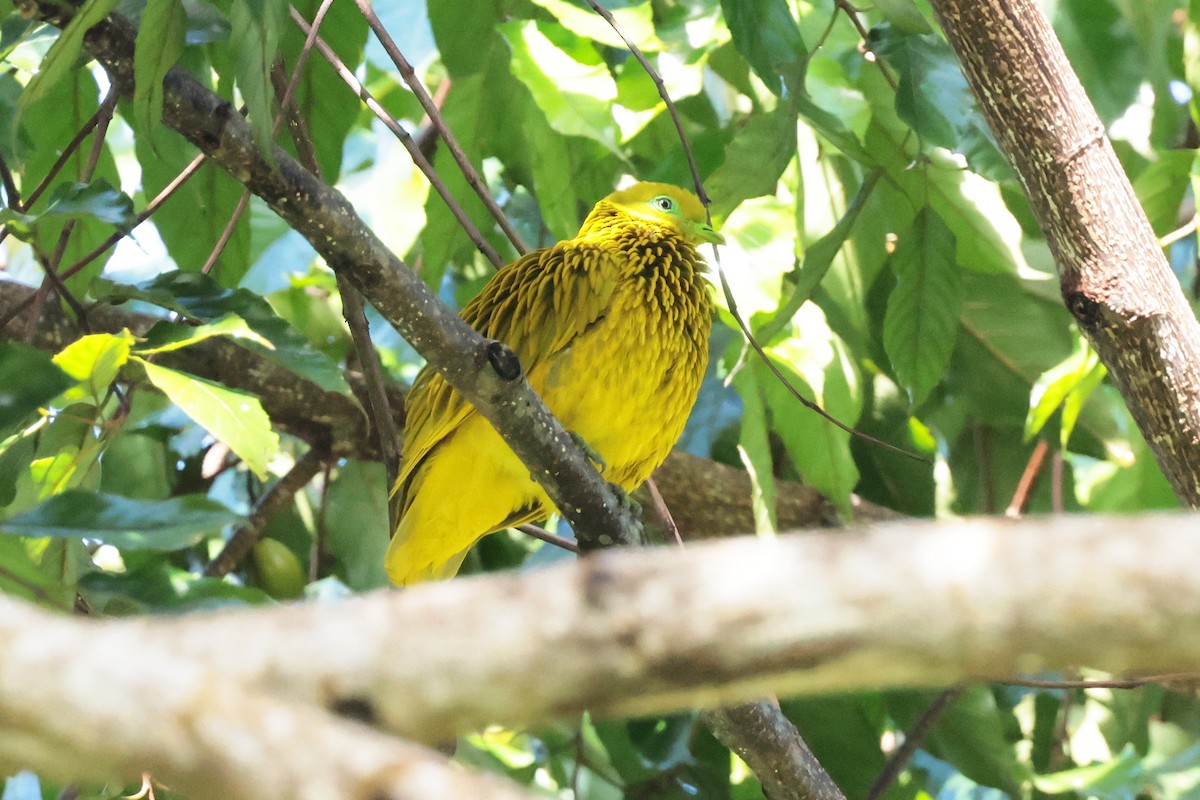 Golden Dove - ML659271458