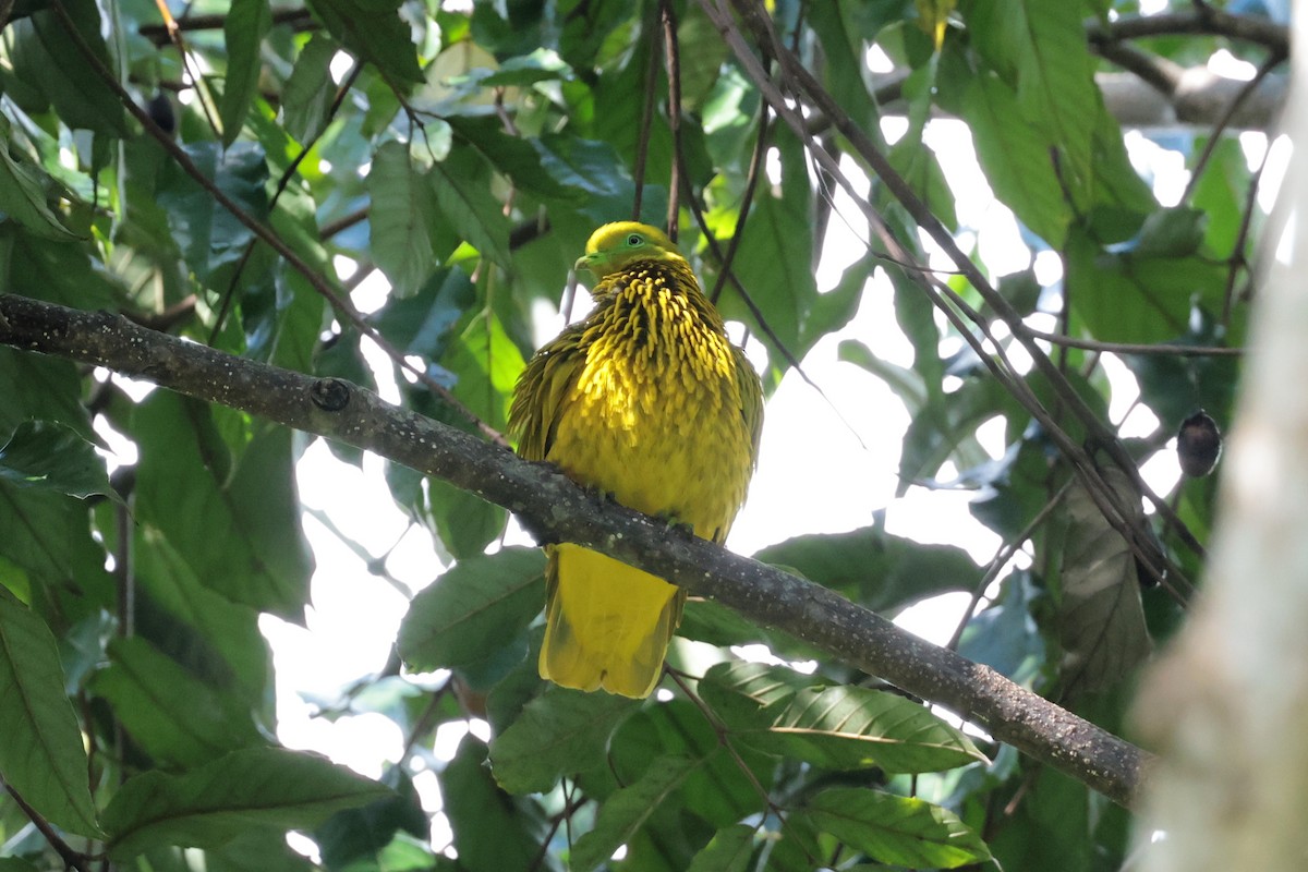 Golden Dove - ML659271459