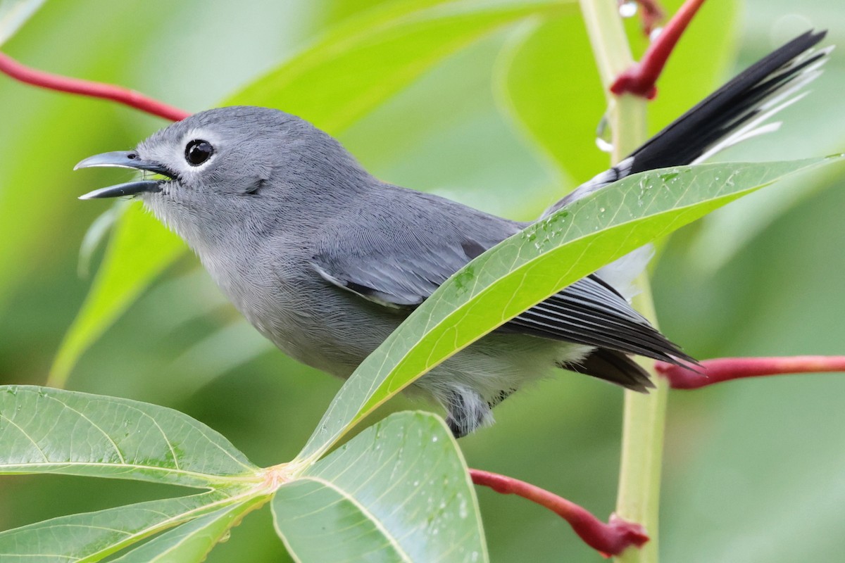 Slaty Monarch - ML659271479