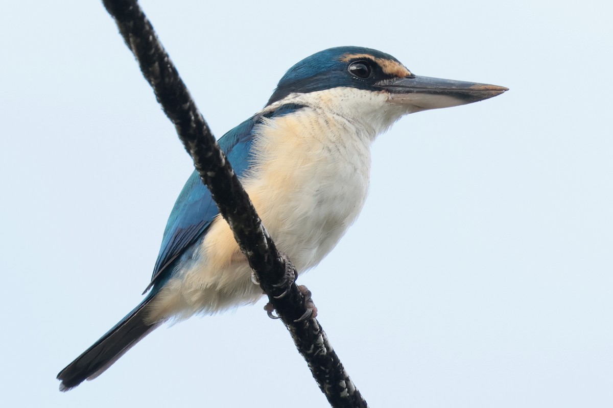 Pacific Kingfisher - ML659271517