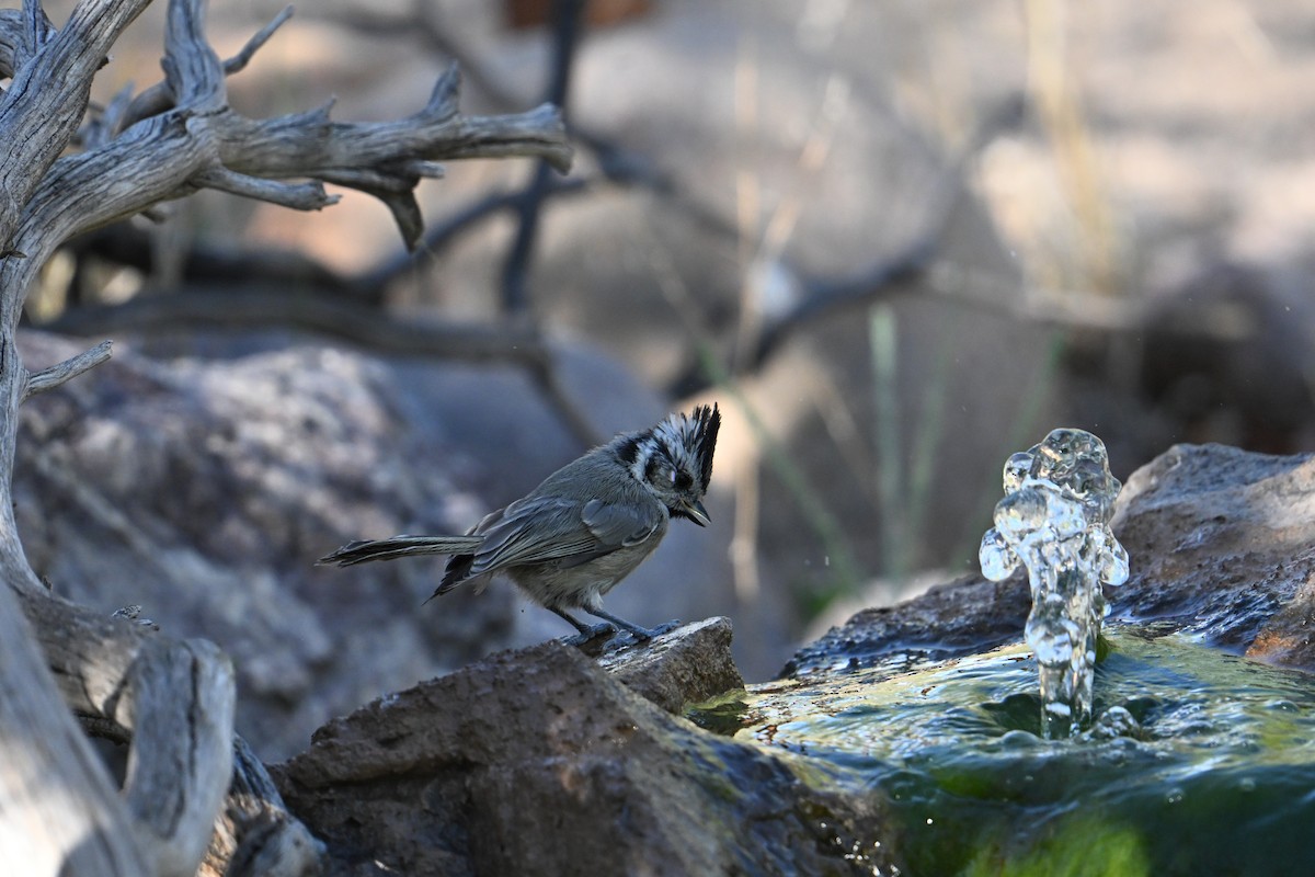 Bridled Titmouse - ML659271531