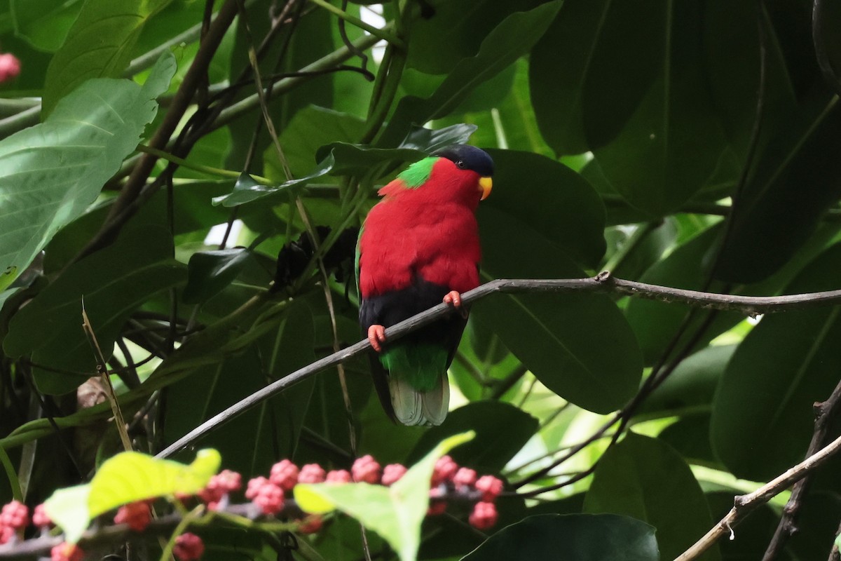 Collared Lory - ML659271532