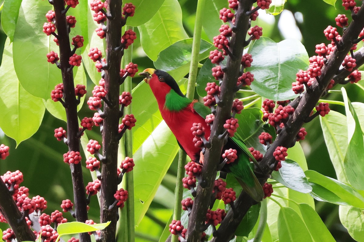Collared Lory - ML659271533