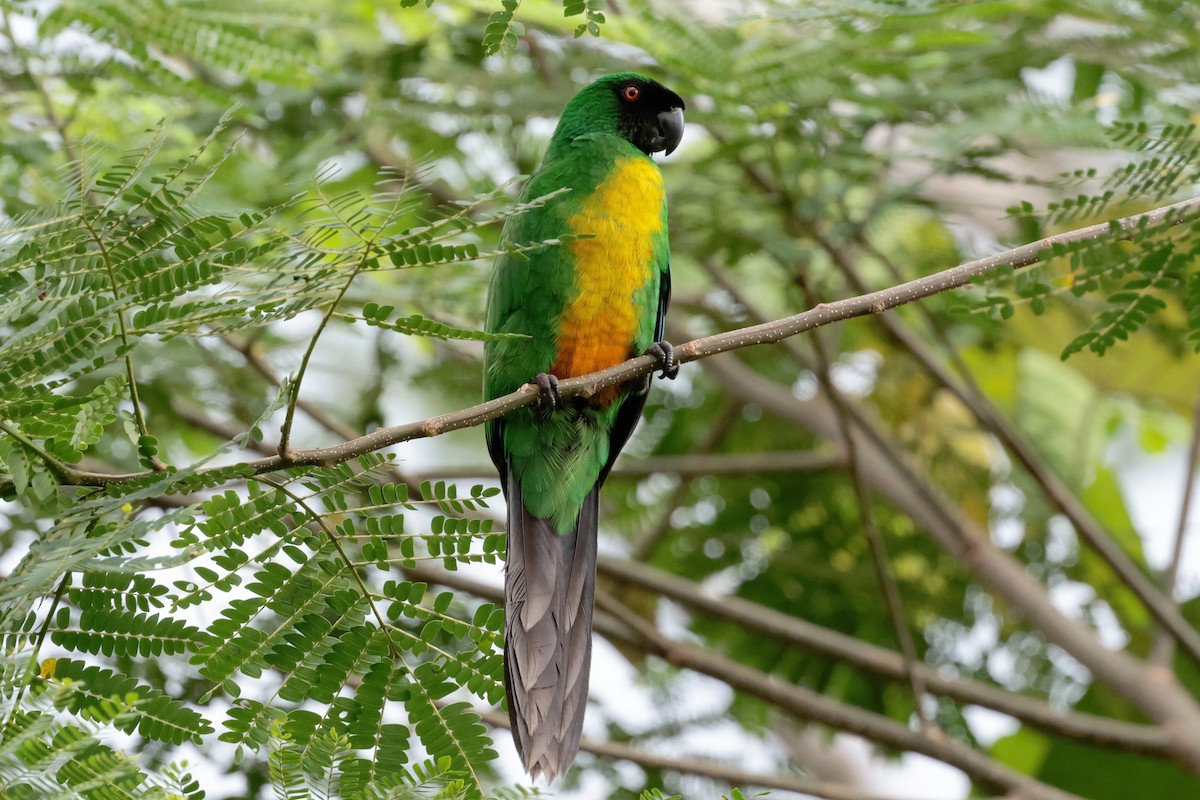 Masked Shining-Parrot - ML659271539
