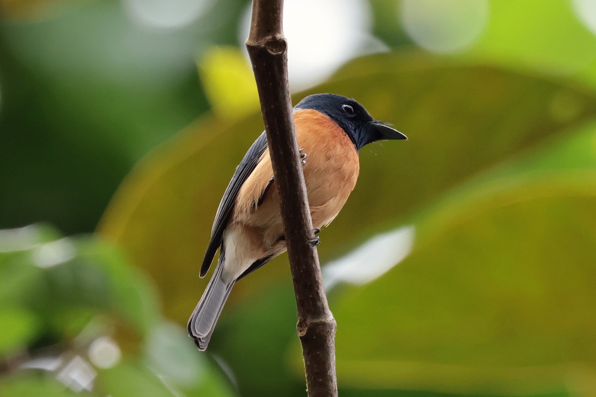 Vanikoro Flycatcher - ML659271548
