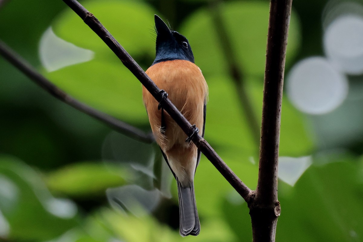 Vanikoro Flycatcher - ML659271549