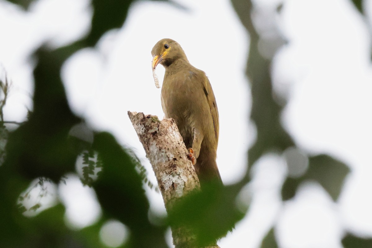 Duetting Giant-Honeyeater - ML659271567