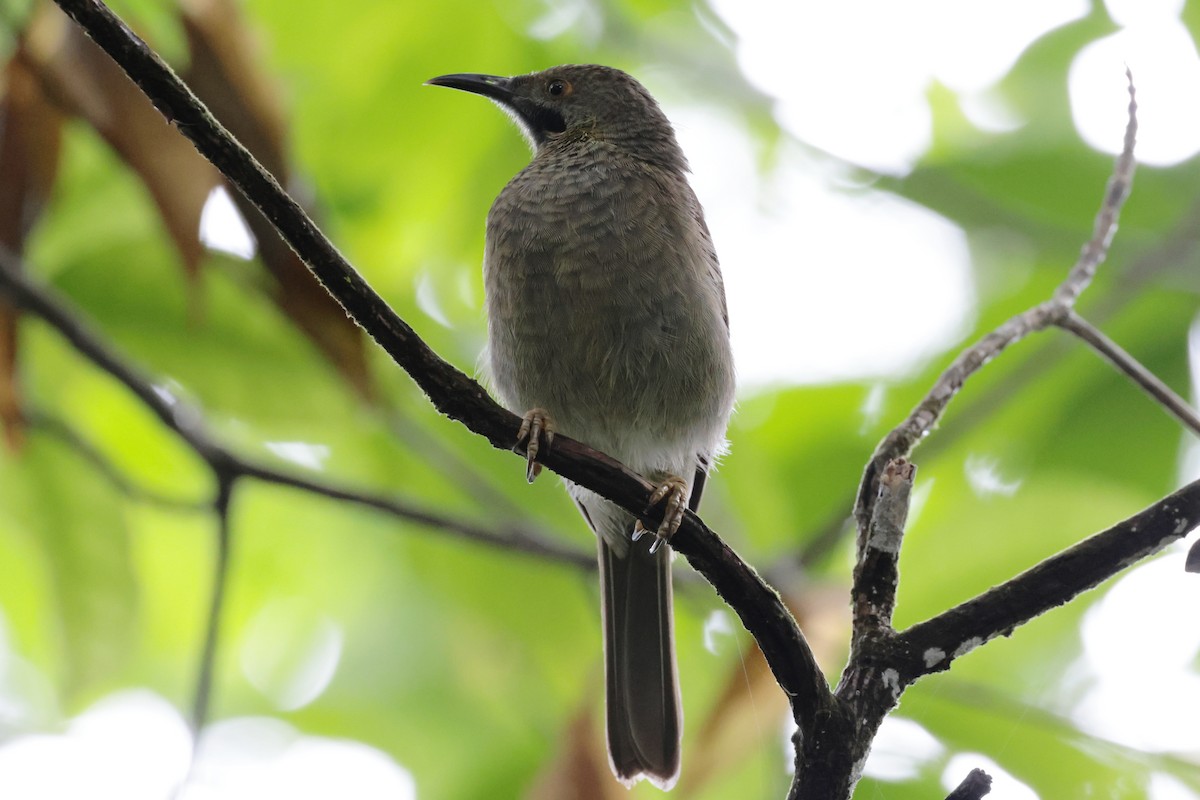 Western Wattled-Honeyeater - ML659271579