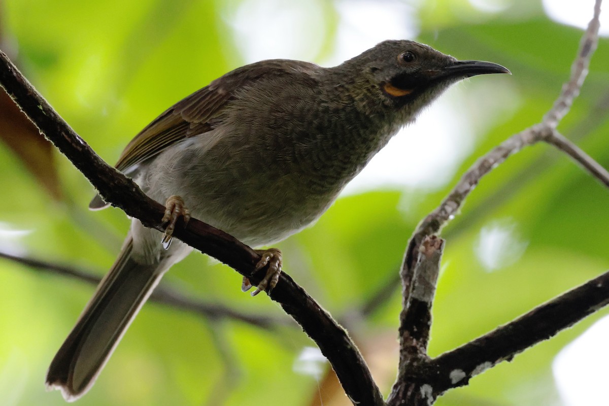 Western Wattled-Honeyeater - ML659271580