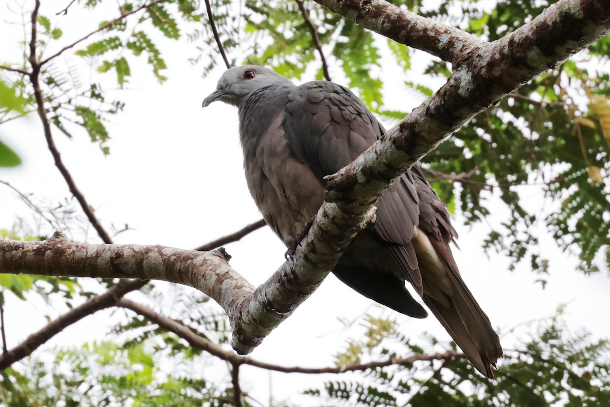 Barking Imperial-Pigeon - ML659271585