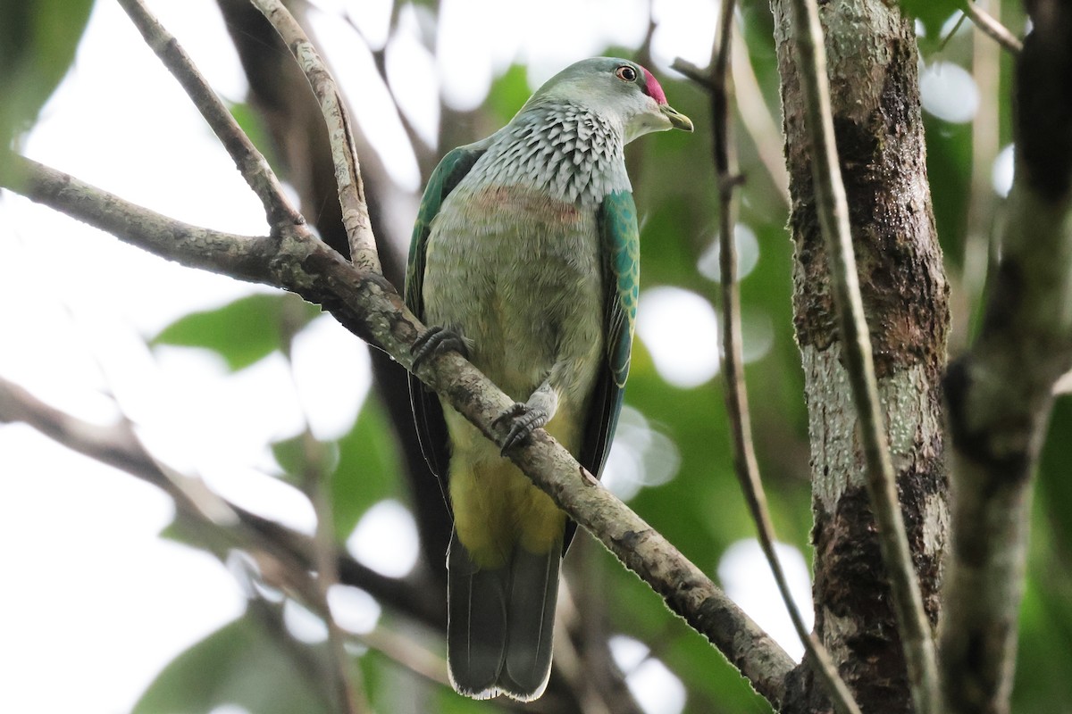 Many-colored Fruit-Dove - ML659271596