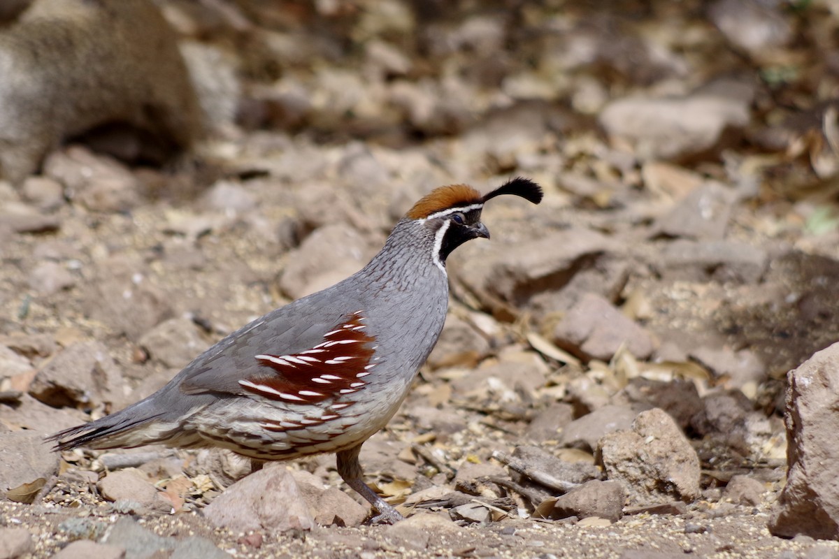 Gambel's Quail - ML659271842