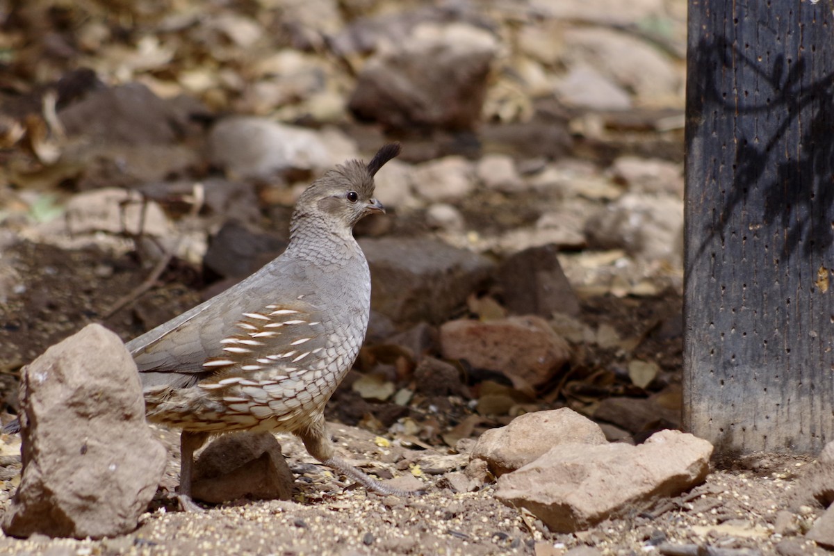 Scaled x Gambel's Quail (hybrid) - ML659271849