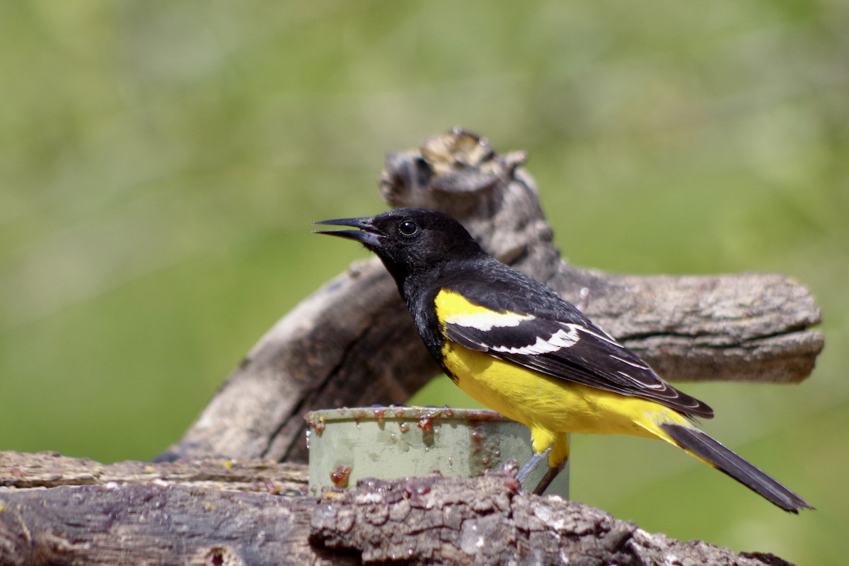 Scott's Oriole - ML659271861