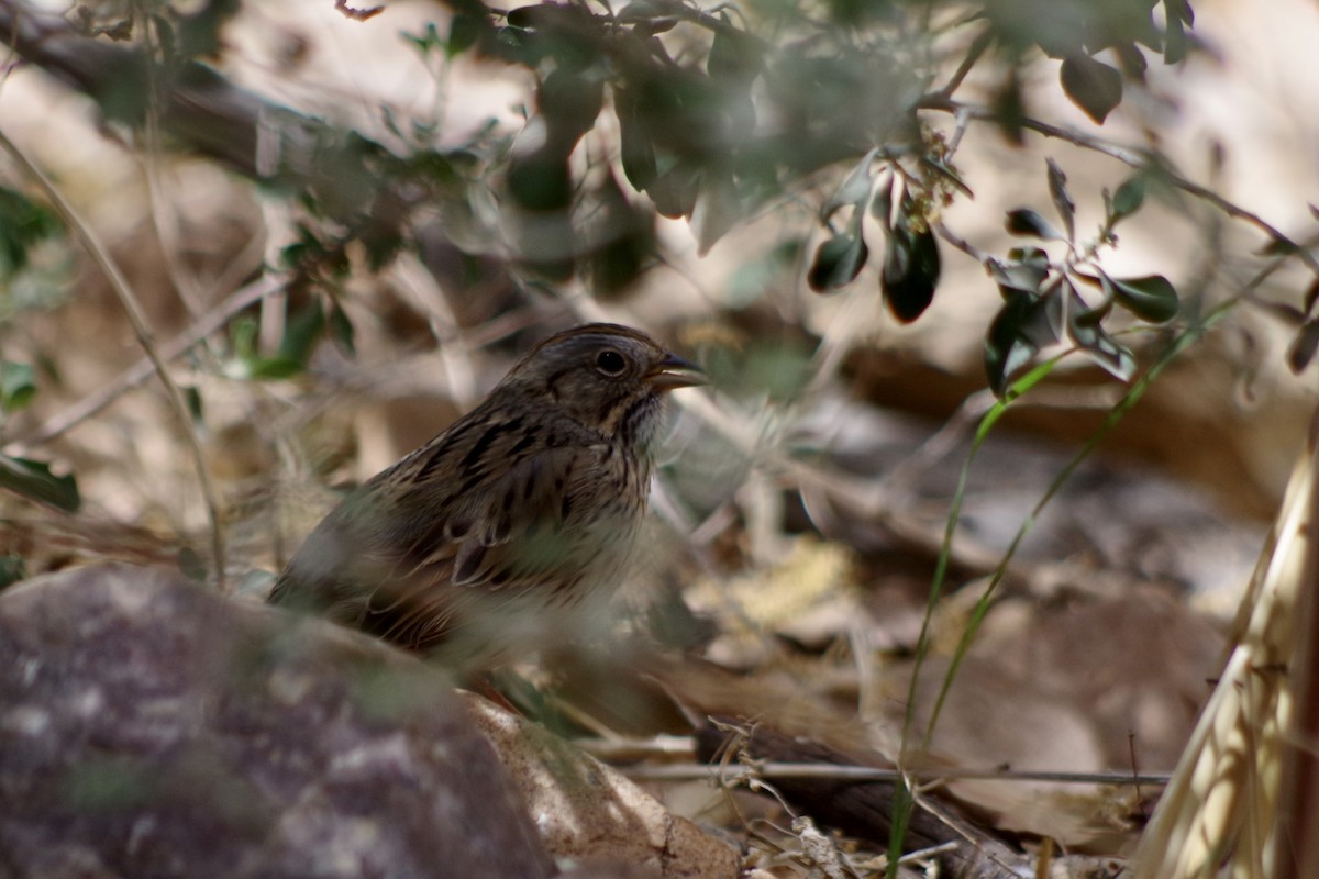 Lincoln's Sparrow - ML659271887