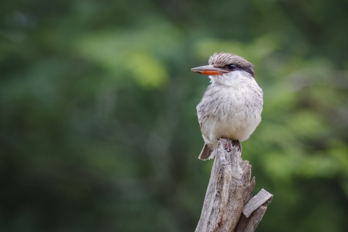 Striped Kingfisher - ML659272065