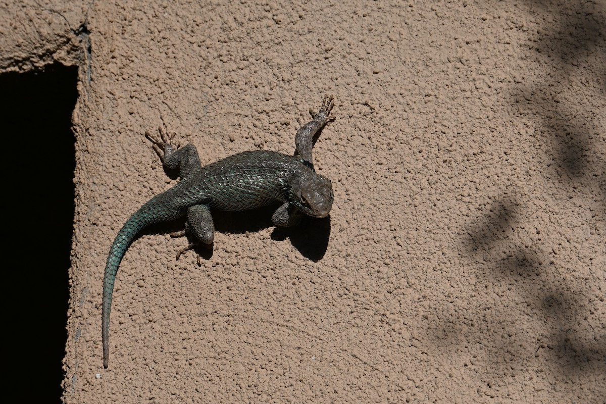 Clark's Spiny Lizard - ML659272358