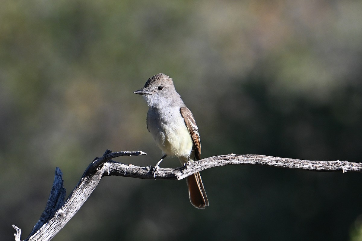 Ash-throated Flycatcher - ML659272566