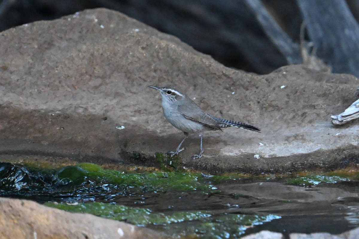 Bewick's Wren - ML659272585