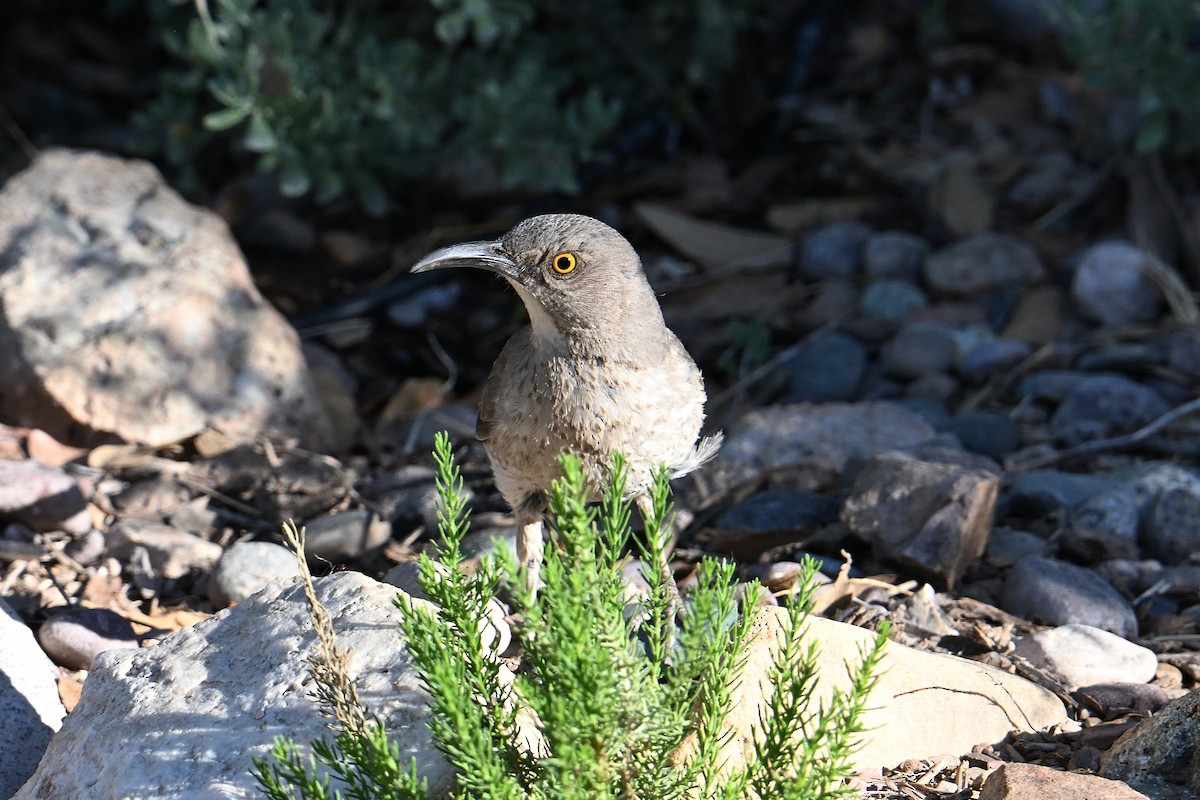 Curve-billed Thrasher - ML659272612