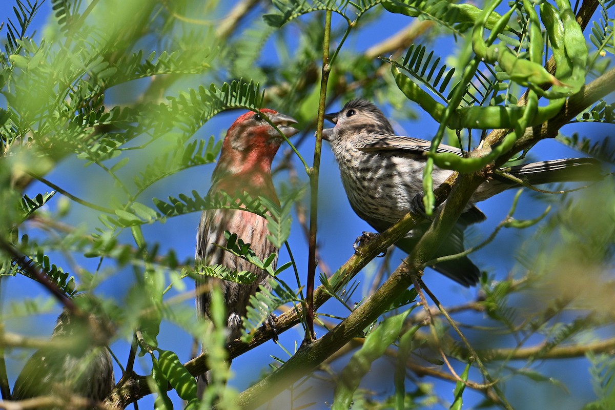 House Finch - ML659272640