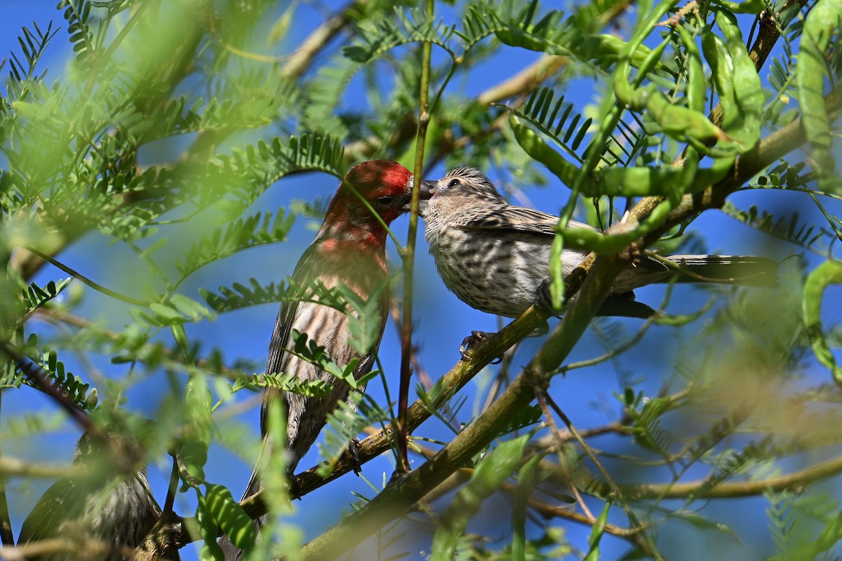 House Finch - ML659272654