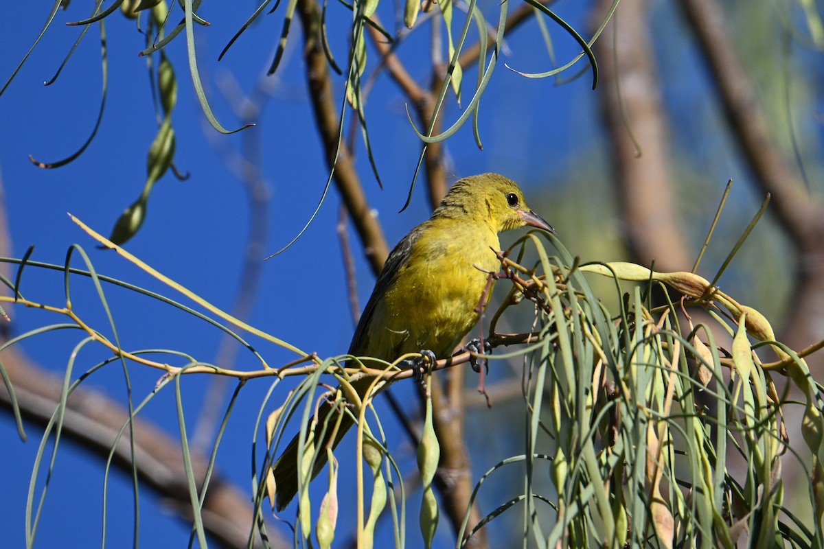 Hooded Oriole - ML659272706