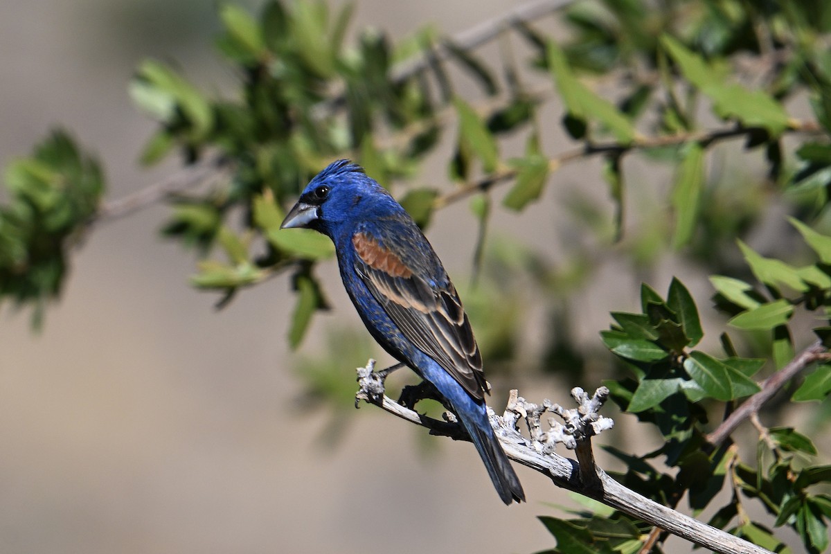 גבתאי כחול - ML659272760