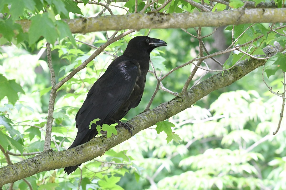 Common Raven - ML659272963